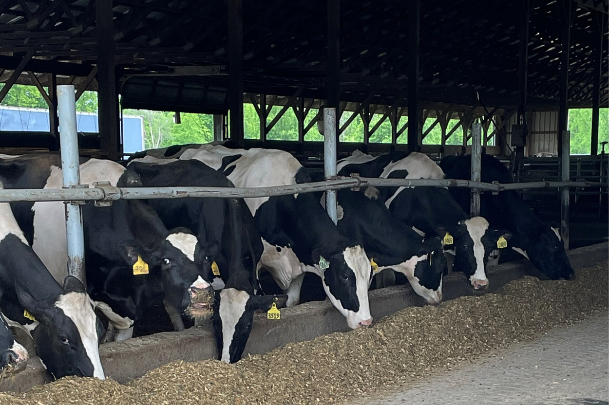 Cow Comfort