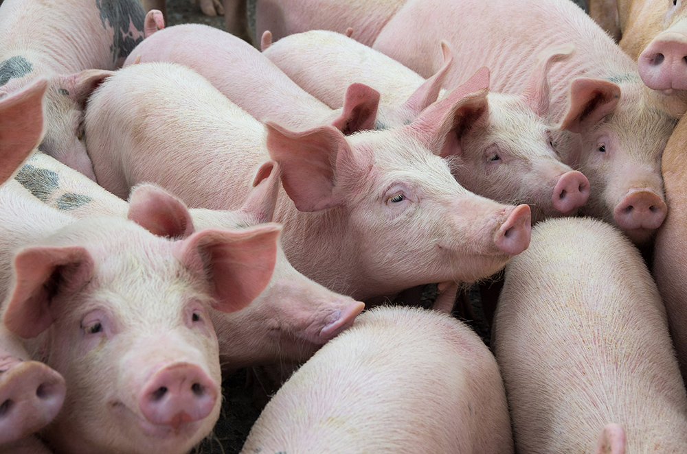 Group of Pigs