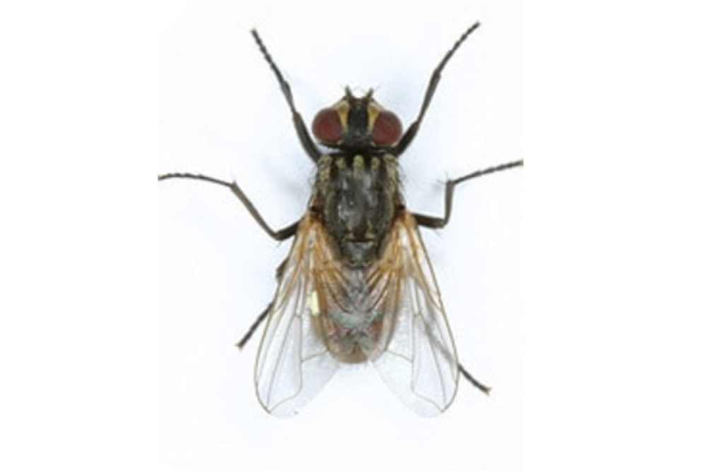 House Fly