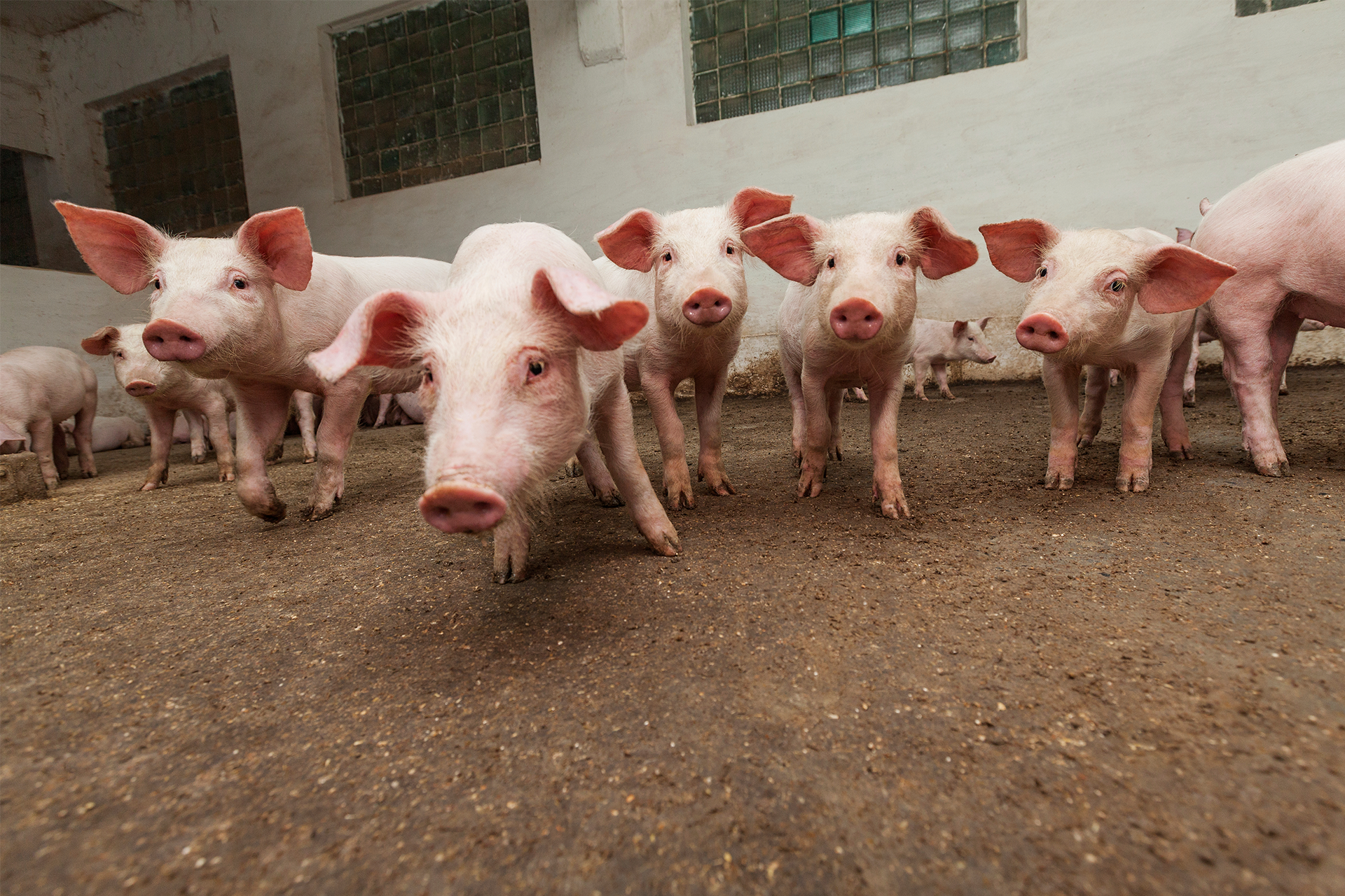 Pig farm