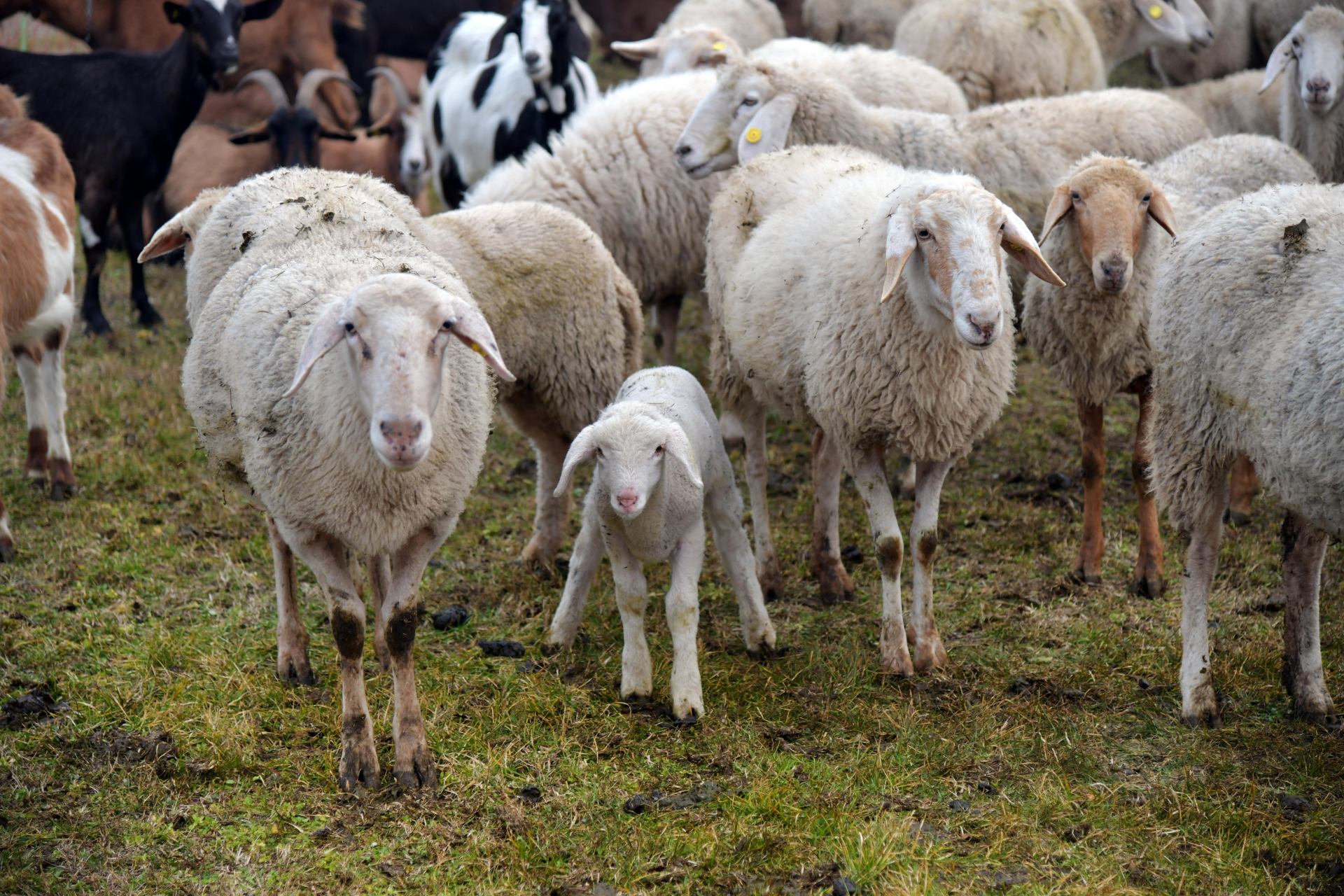 Sheep  goats 2024