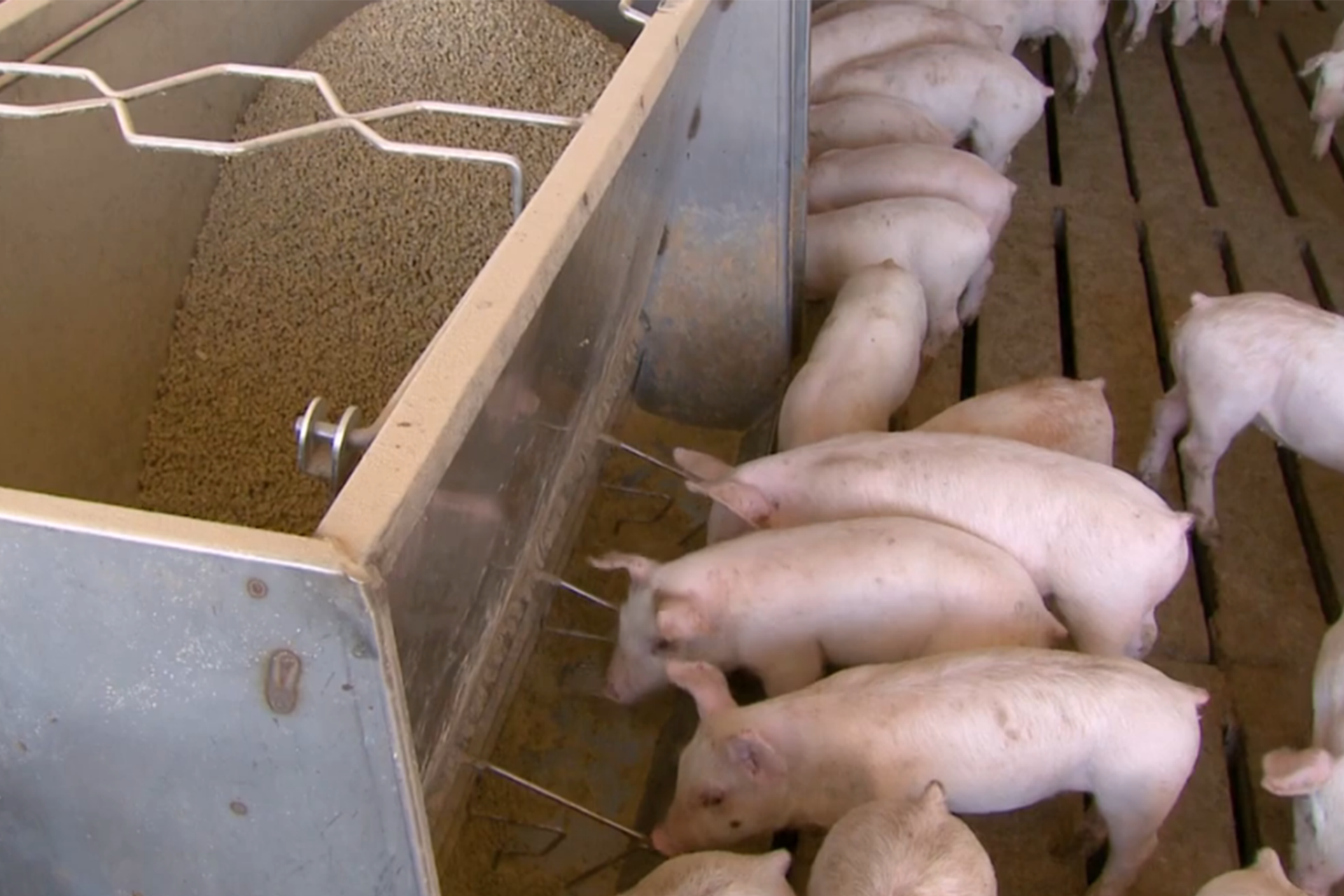 Swine operation