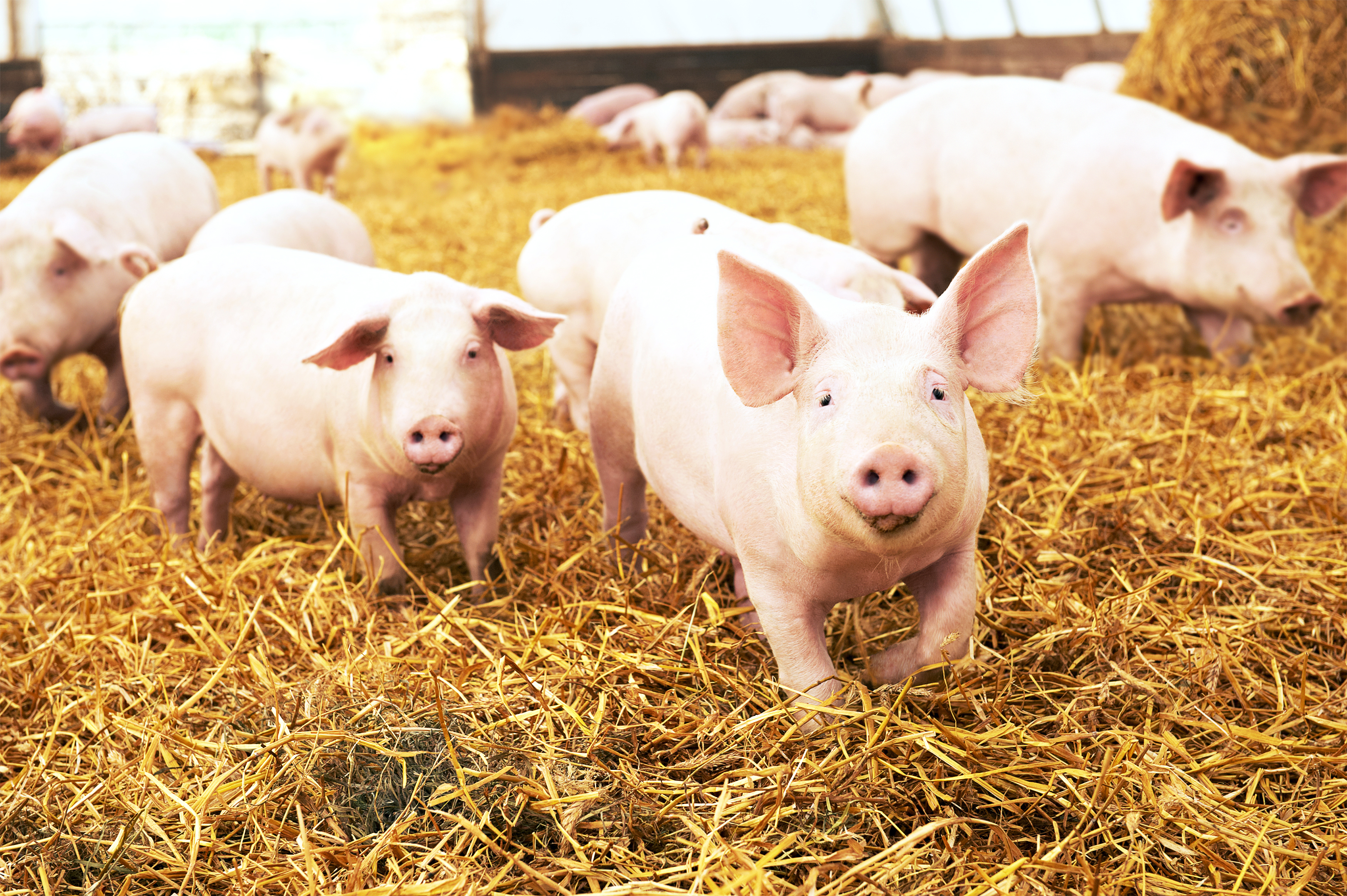 YoungPigsInHay_shutterstock_349880432