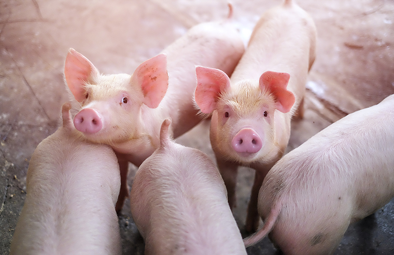 Young pigs