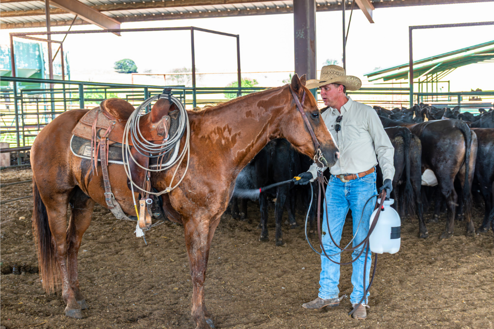 elevate equine fly control