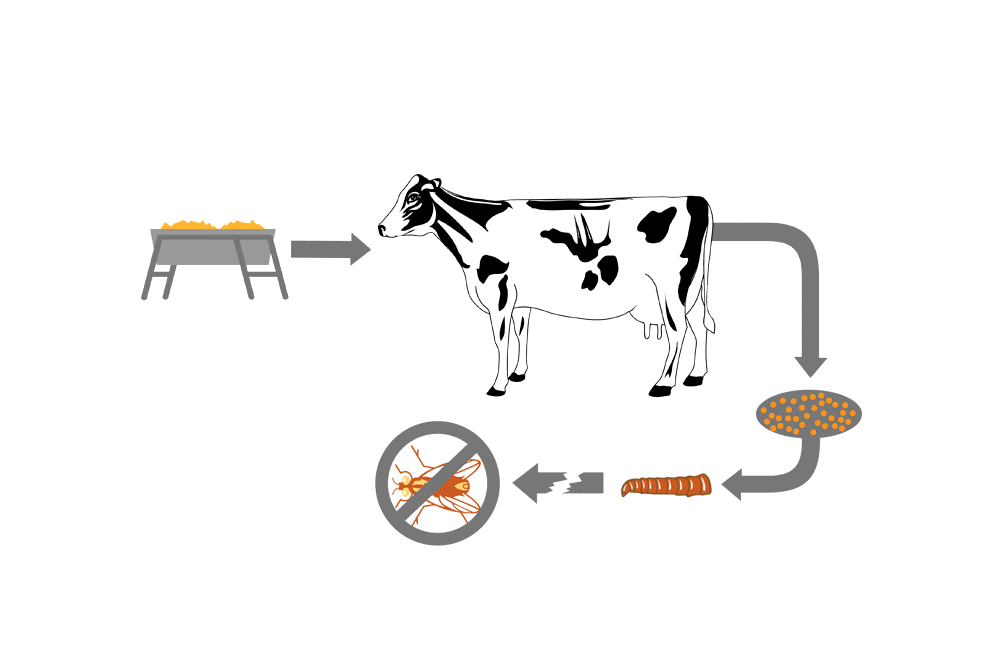how-larvicides-work
