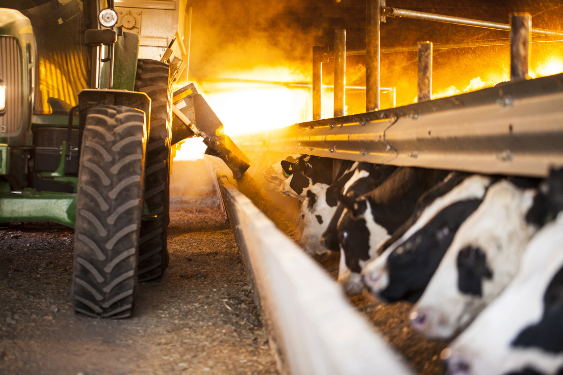 ipm dairy cattle