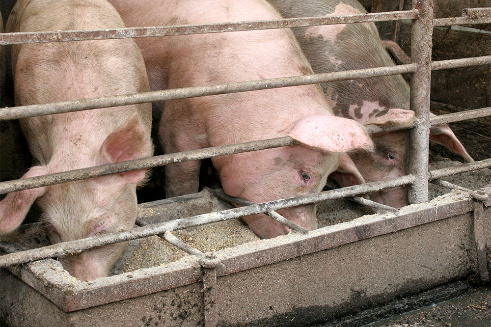 3 Pigs Eating