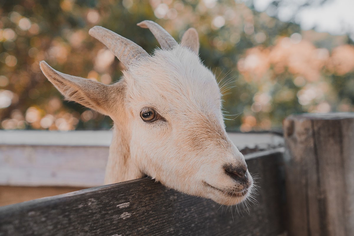 ClariFly Larvicide is over 94% effective in controlling flies in the treated manure of sheep and goats at an average cost of only a few pennies per day.