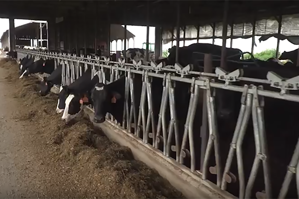 keeps-dairy-cows-comfortable-and-productive