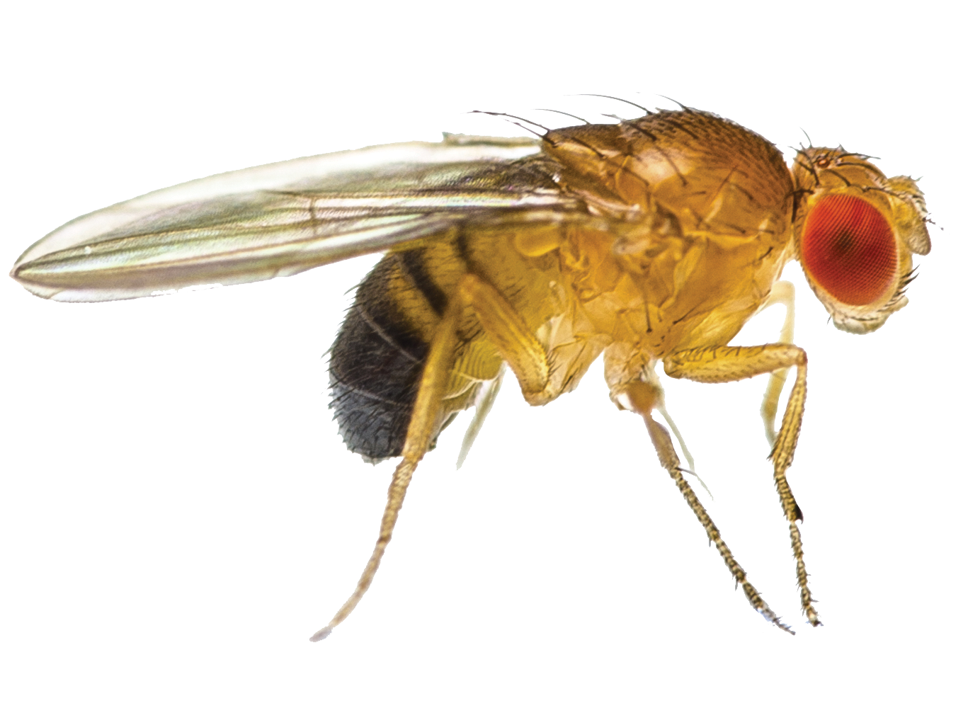 fruit fly clipped