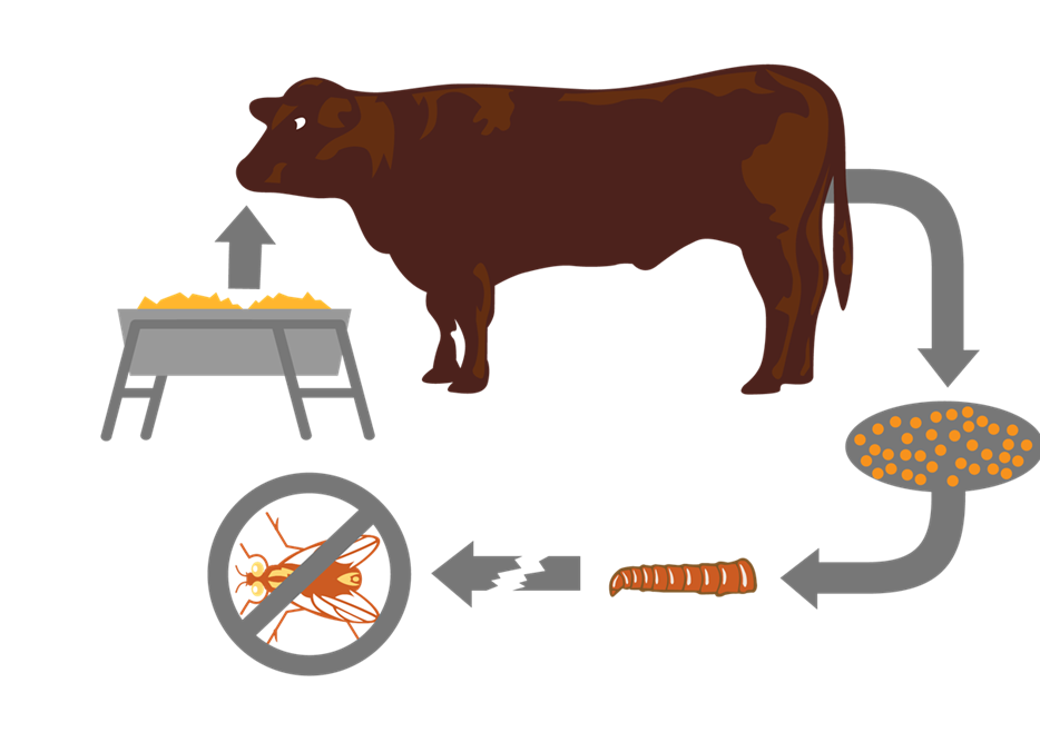FlyLifeCycle-Feedlot