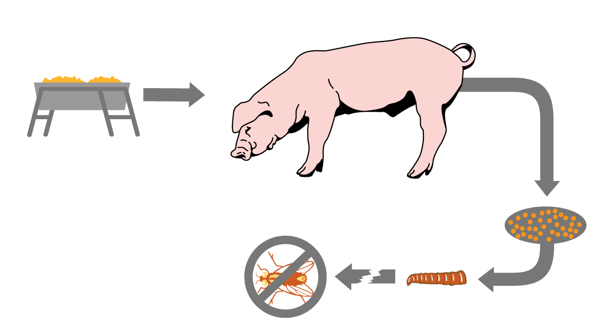 FlyLifeCycle-GoatSheep