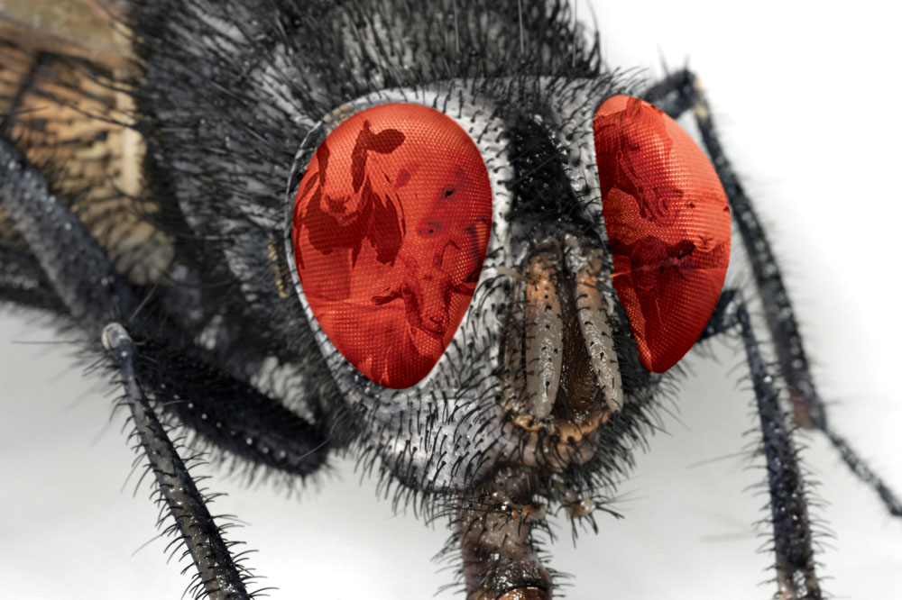 Animals in Fly eye
