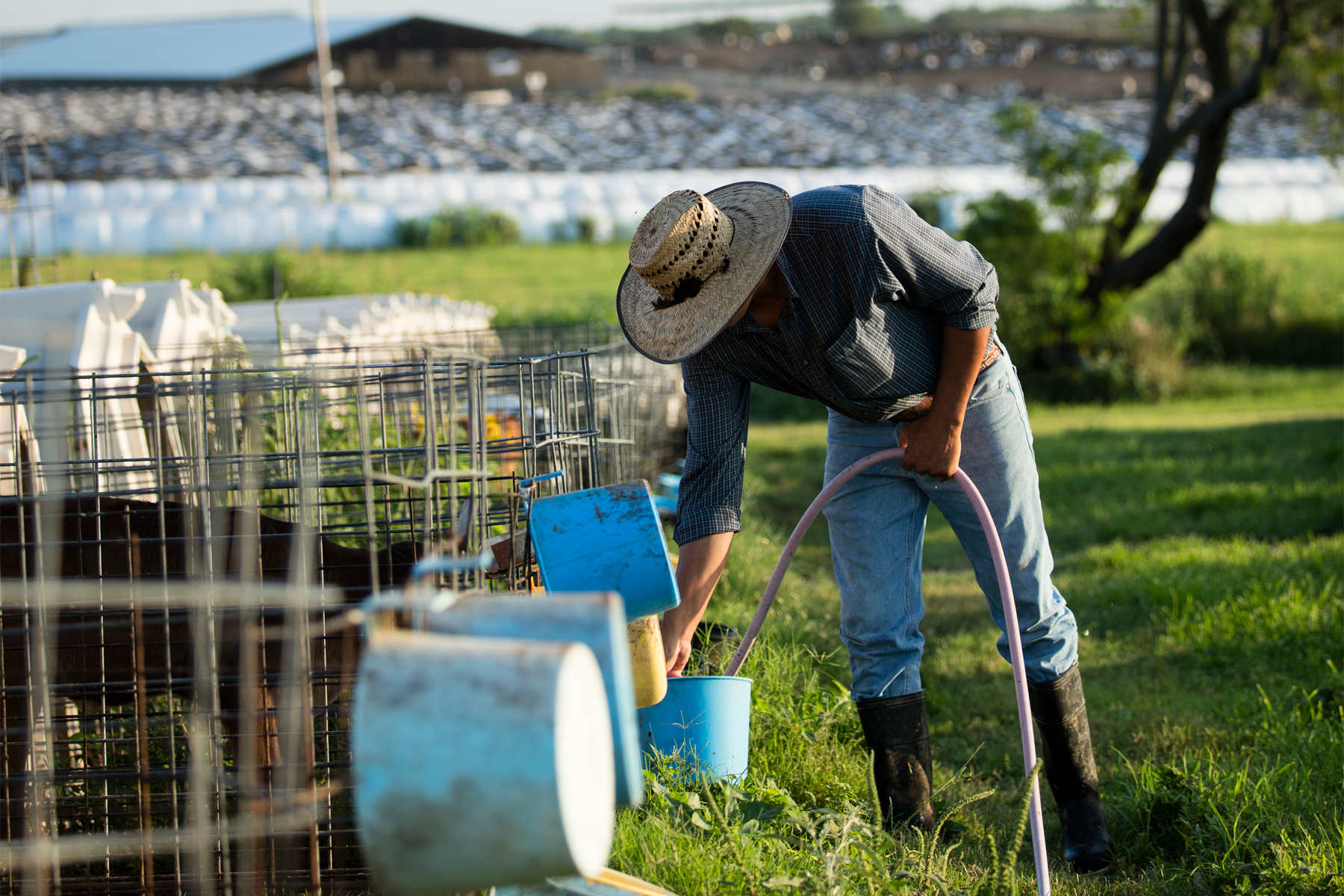 Calf hutches can be a major source of flies on dairy farms, and implementing proper bedding management practices can help reduce flies around calf hutches. 