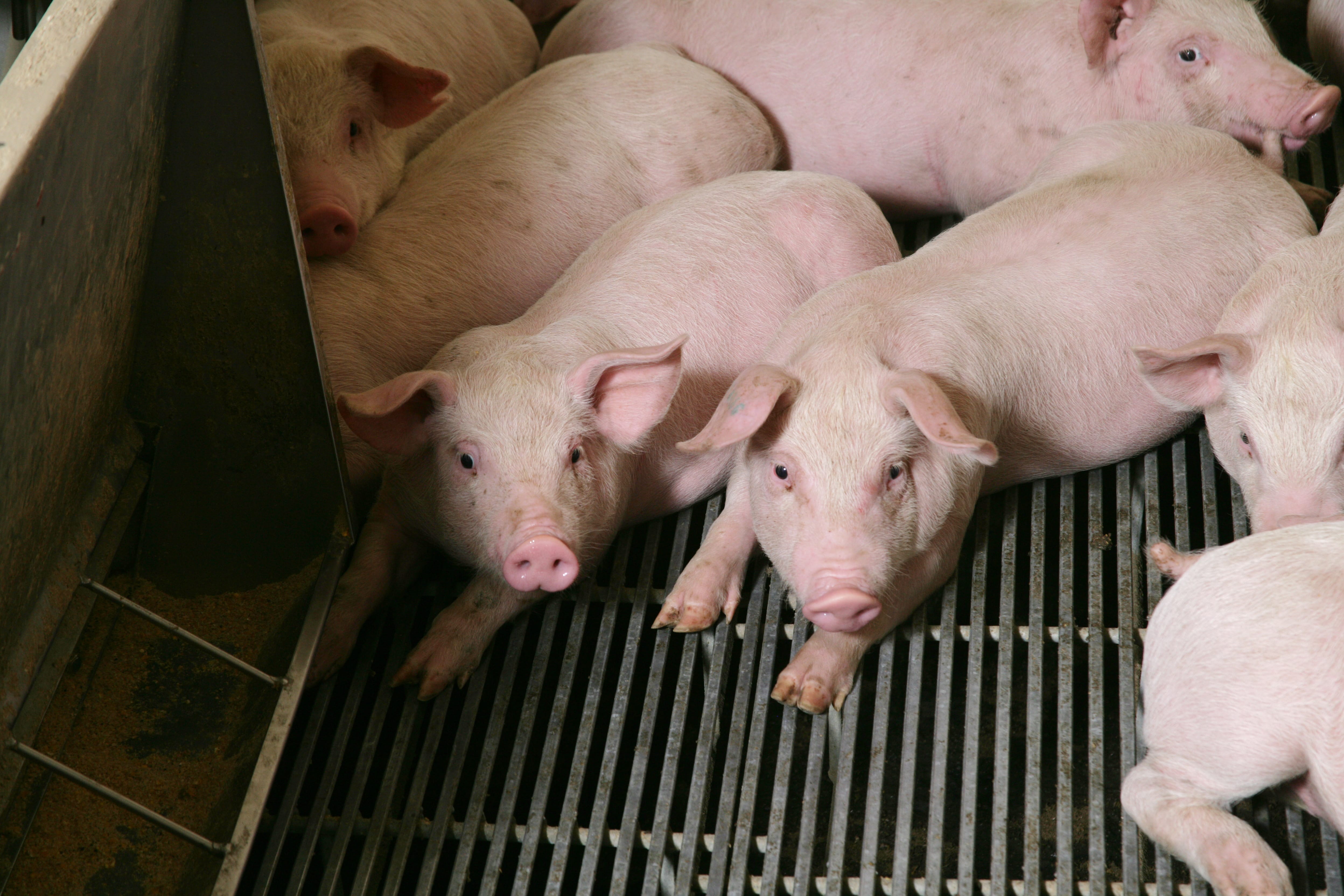 Flies on swine operation