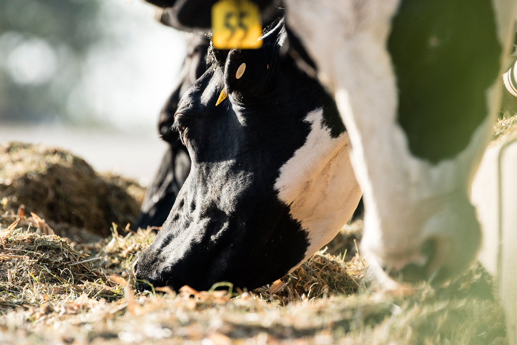Heat stress in cattle can result in a variety of health problems. 