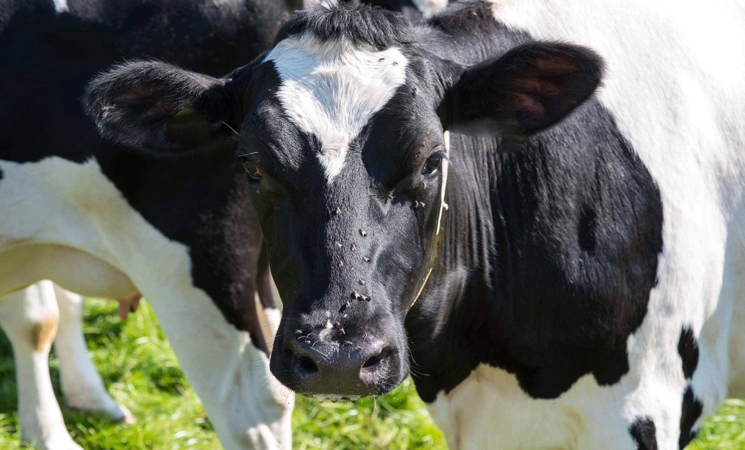 Rotate fly baits to prevent flies on dairy 
