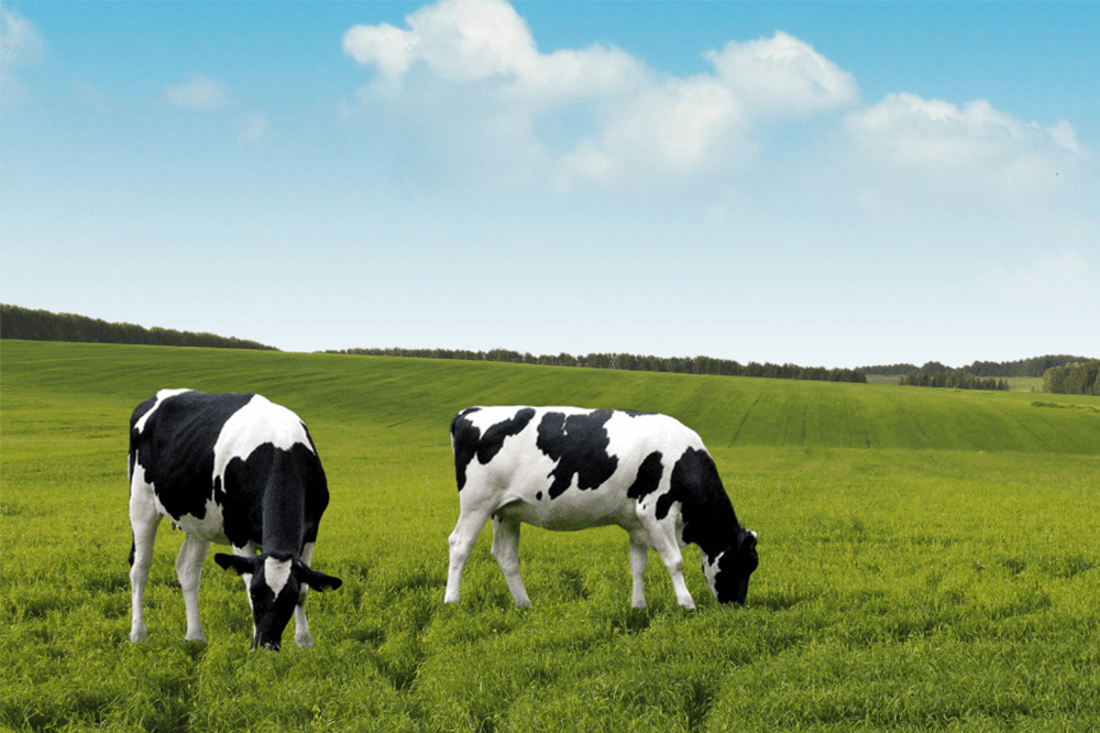 dairy cows grazing on a green field