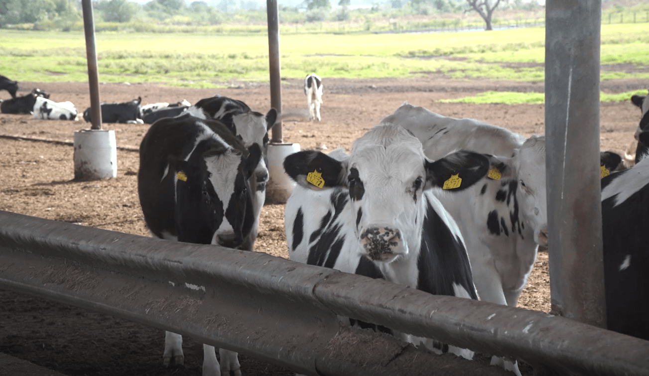 Flies are a proven vector for disease and bacteria, including Staph. aureus, the primary cause of mastitis.