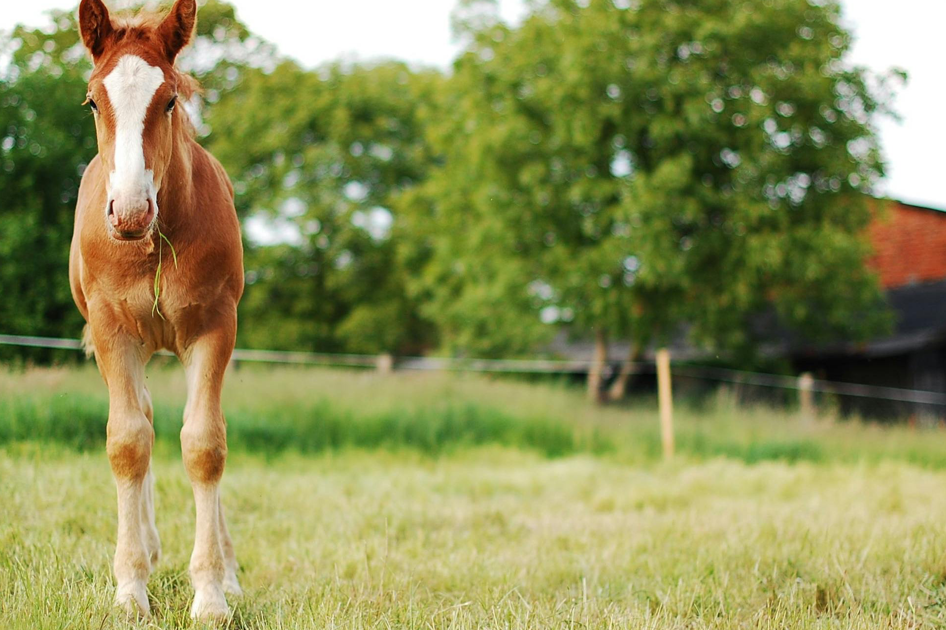 Farmers feeding Equine