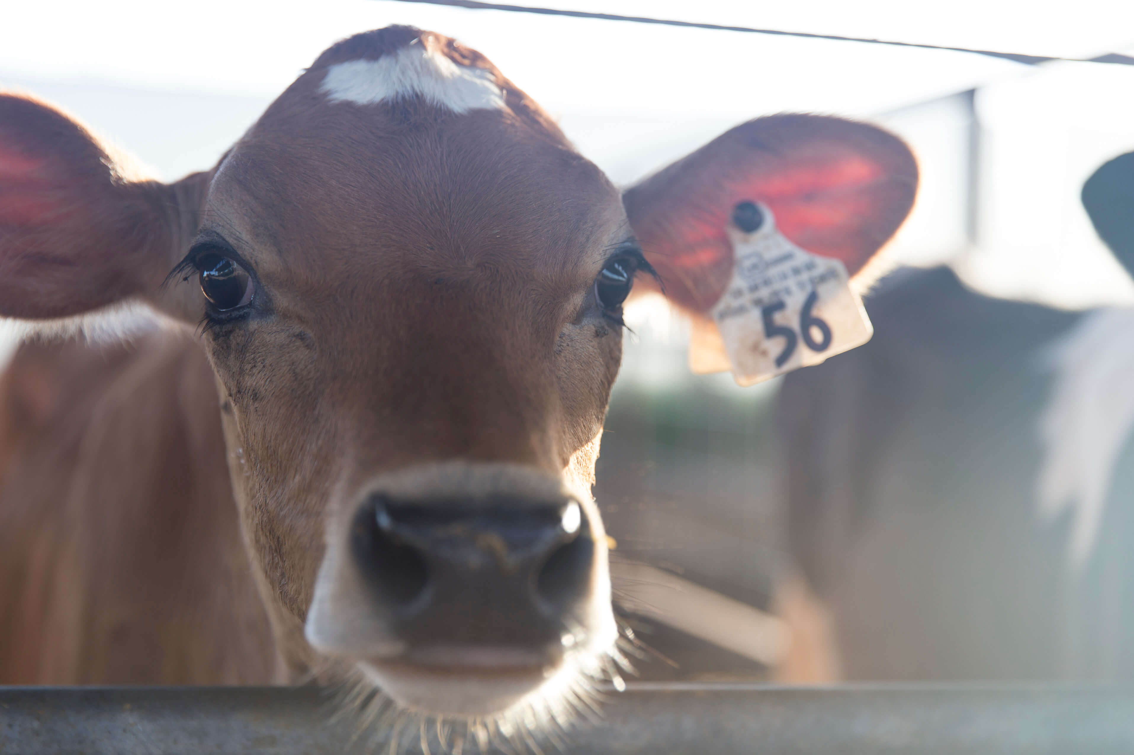Flies exhibit different behavior at different levels, so fly control should be tailored for every level of an operation. 