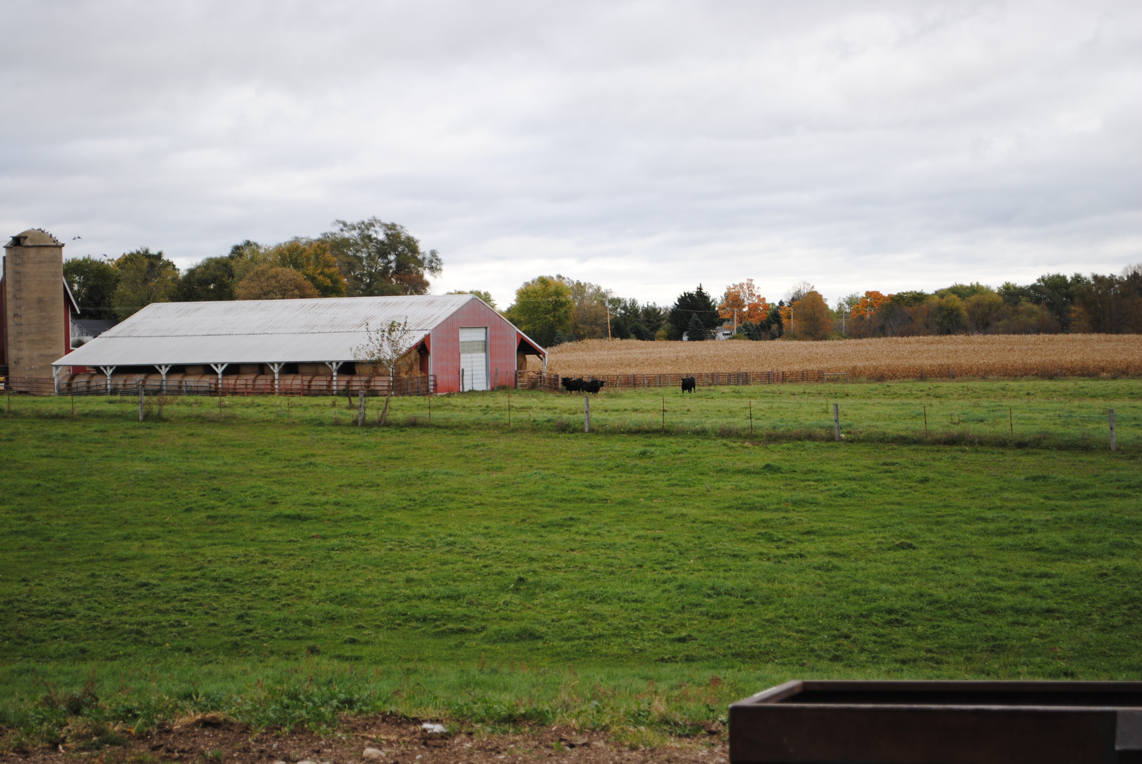 By utilizing various types of fly control products found in the Starbar line, dairy producers are able to keep populations below the economic threshold.