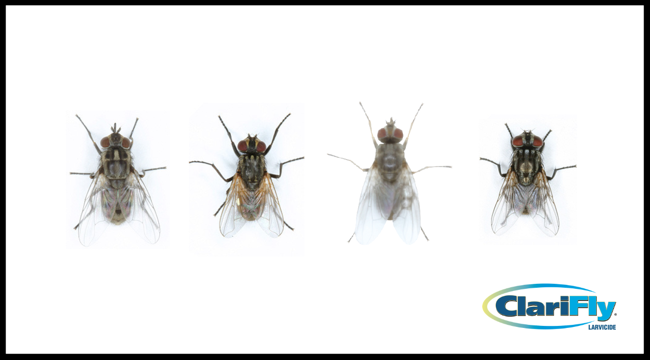 Types of flies deals