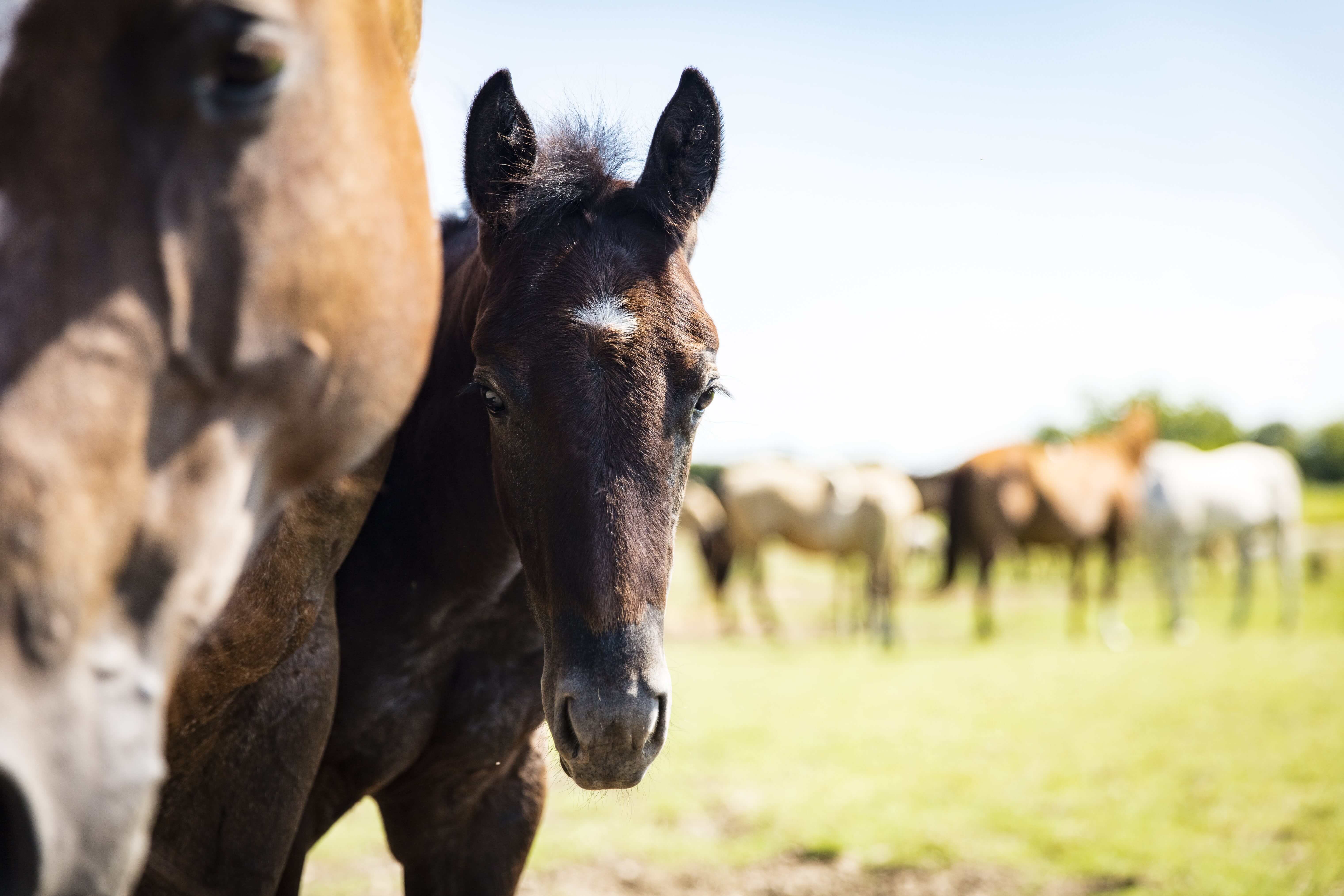 Flies impact horse health through their painful bites and by spreading disease.