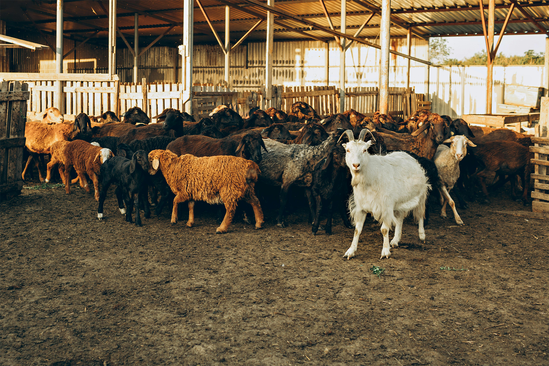herd of sheep  goats