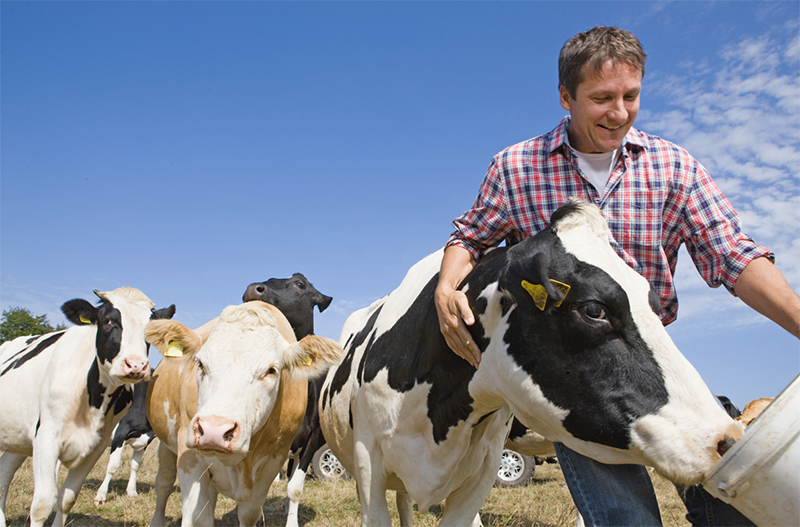 Man feeding cows