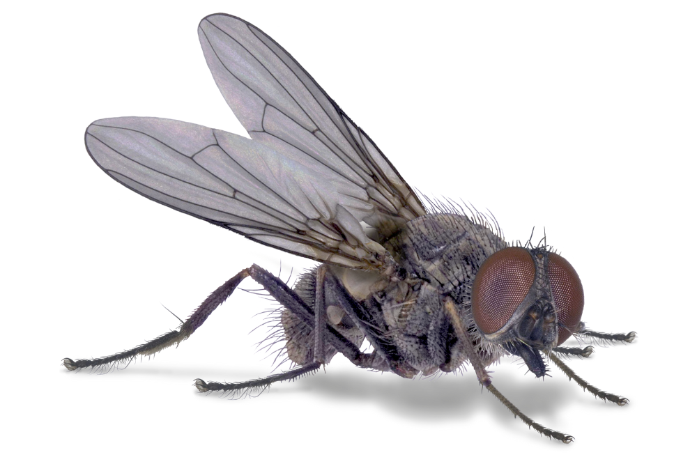 Meet the Horn Fly