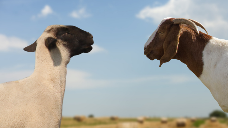 A proactive approach to fly management is crucial as house flies spread disease, and even 50 to 60 stable flies per animal can impact health and performance of sheep and goats.