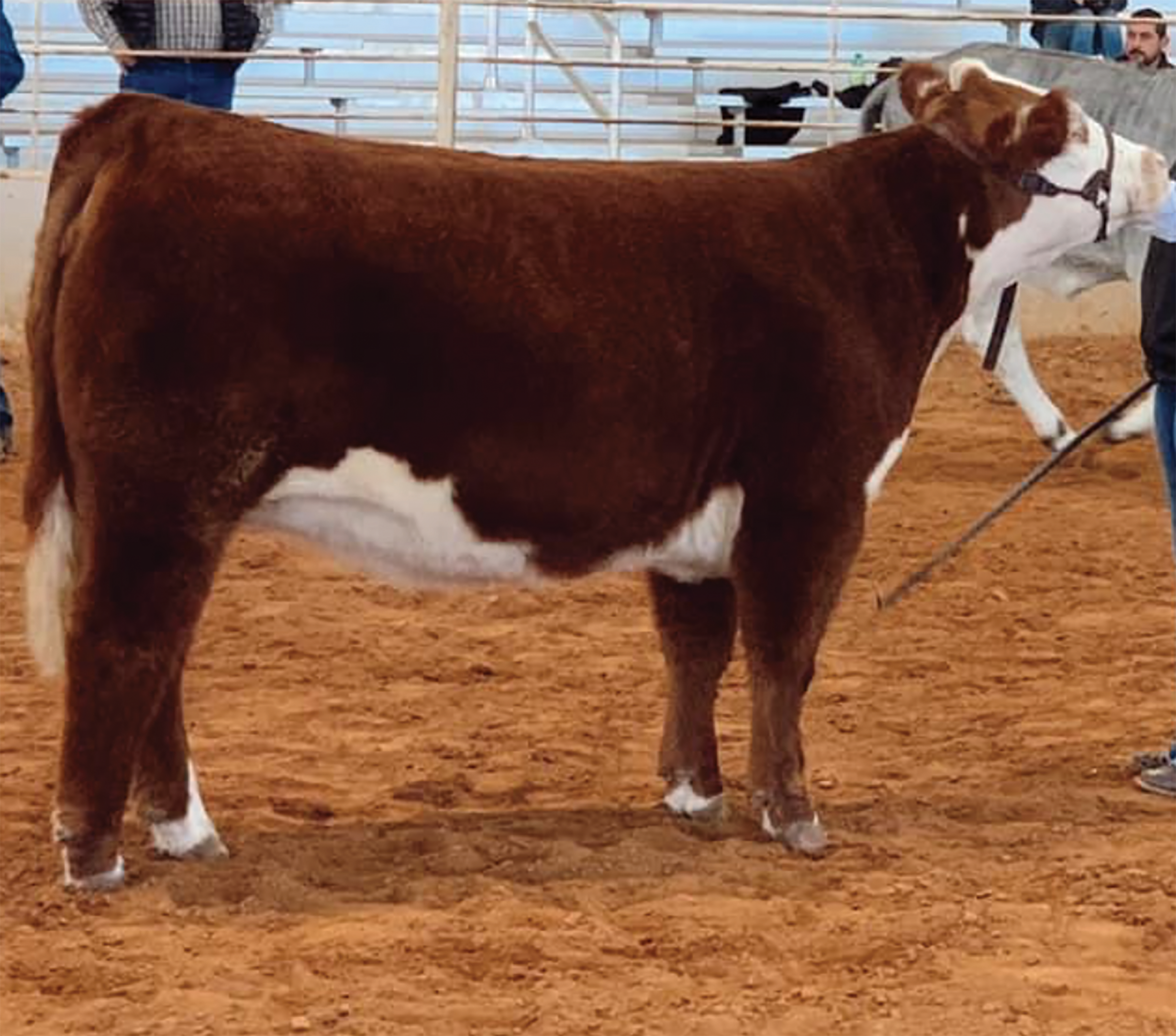 MicrosoftTeams-image (13)