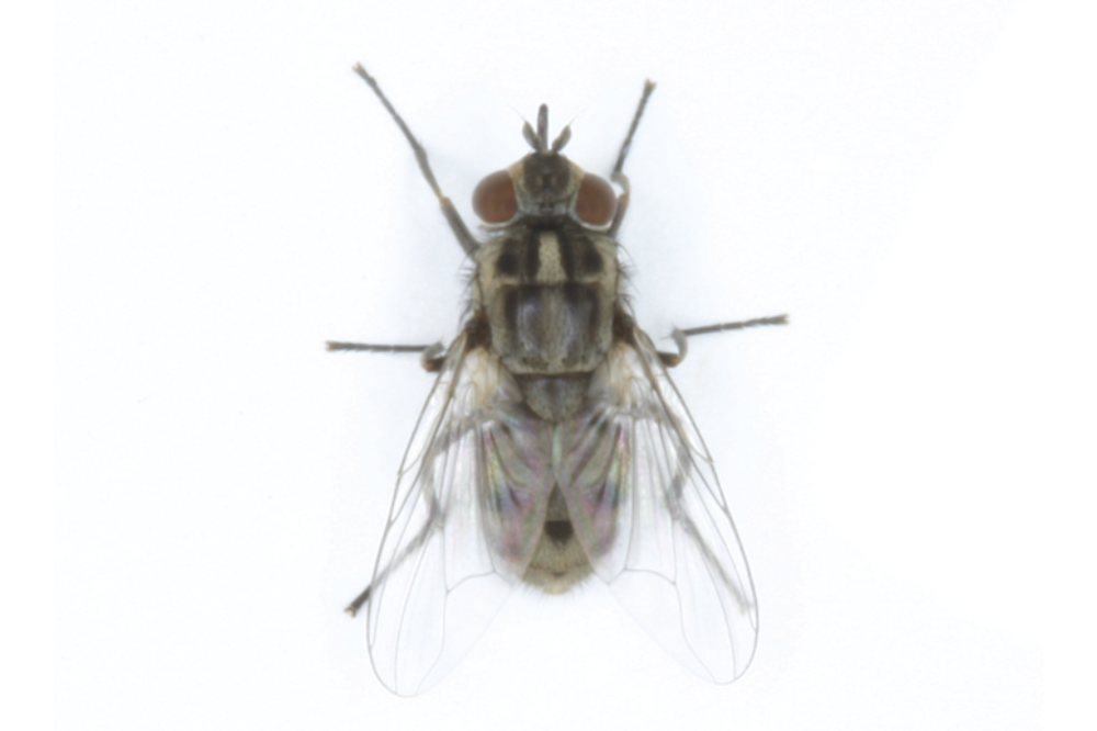 Straddle Fly How to Identify & Control Stable Flies