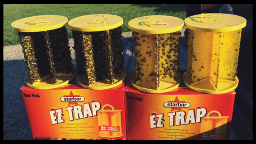 Flies can add physical and emotional stress onto pigs that puts them off feed and reduces weight gain, and new research confirms that flies spread diseases to pigs.