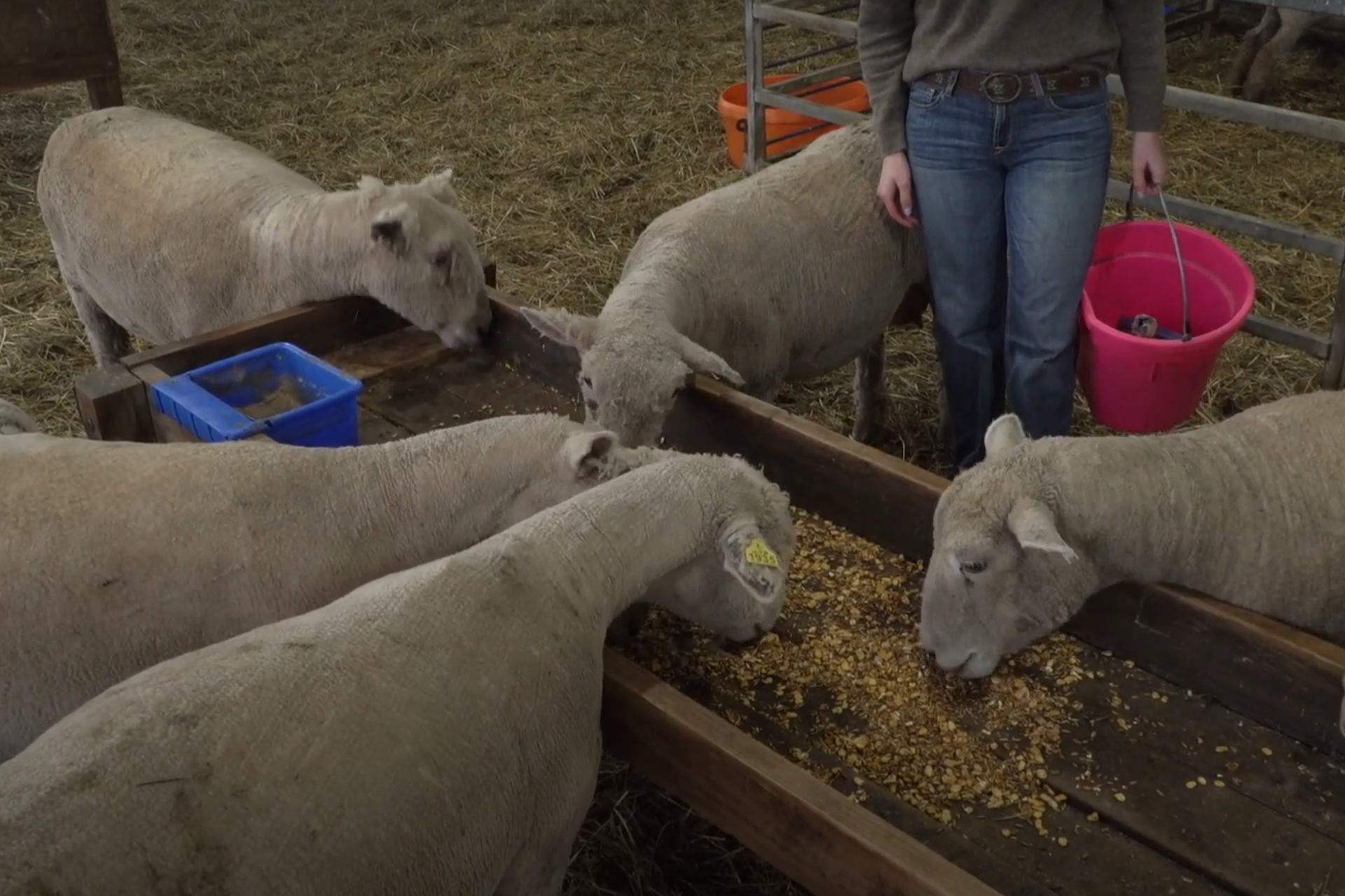 Discover the Versatility of ClariFly® Larvicide