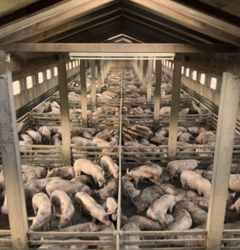 manure