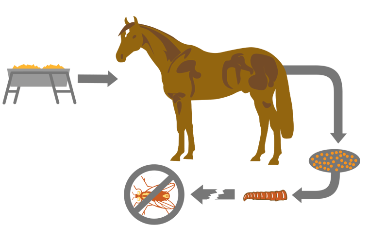How Feed-Through Products Work for Horses Diagram