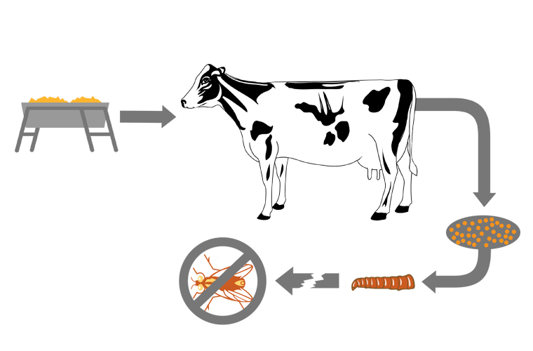 How Feed-Through Products Work on Dairy Cows Diagram