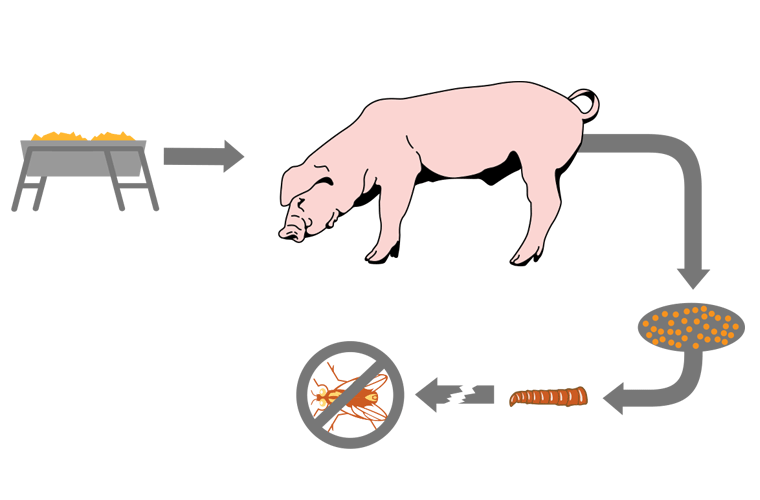 How Feed-Through Products Work with Swine Diagram