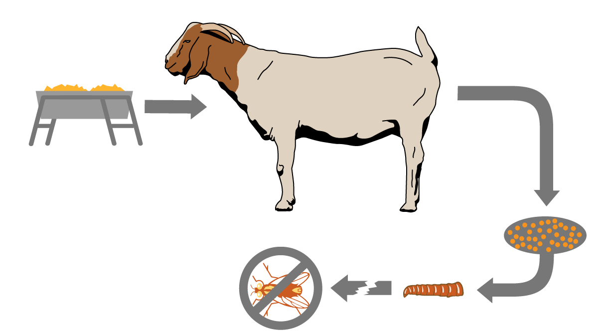 Feed Through Fly Control ClariFly® Larvicide