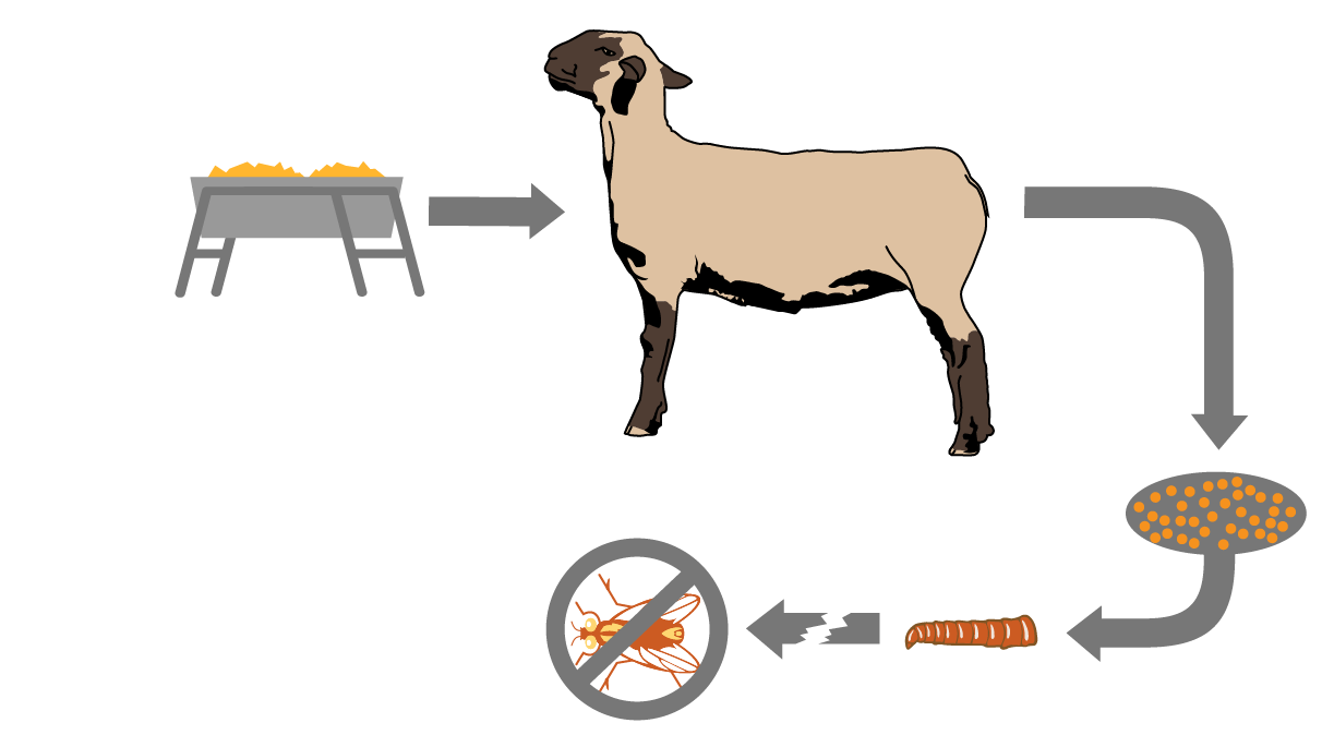 Feed Through Fly Control ClariFly® Larvicide